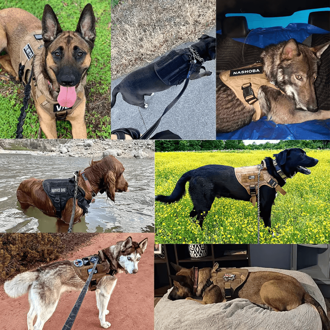 Colete para Cães Maiores - O Chico Tem