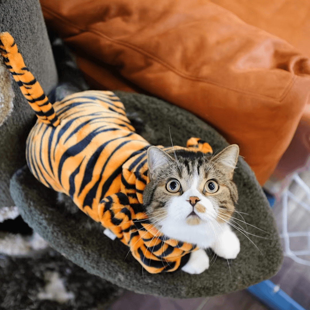 Roupinhas divertidas para PETS - O Chico Tem