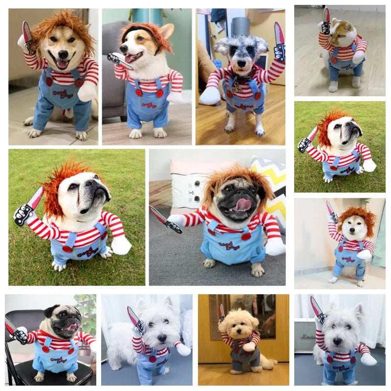 Fantasia Engraçada para PETS - O Chico Tem