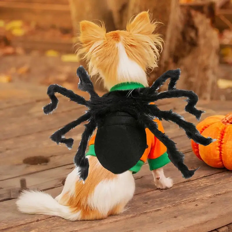 Fantasia de Aranha para PETS - O Chico Tem