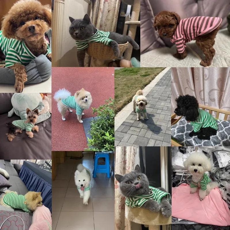 Roupas de verão para pets - O Chico Tem