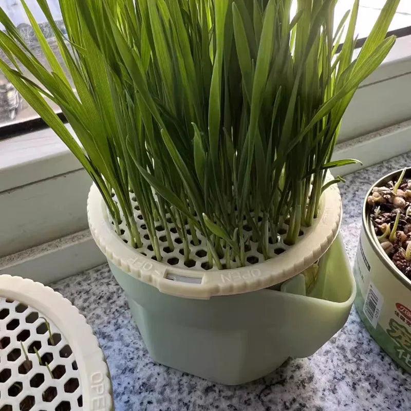 Pote de Cultivo Grama de Gato - O Chico Tem