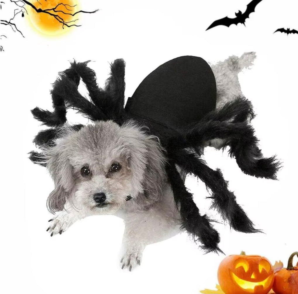 Fantasia de Aranha para PETS - O Chico Tem