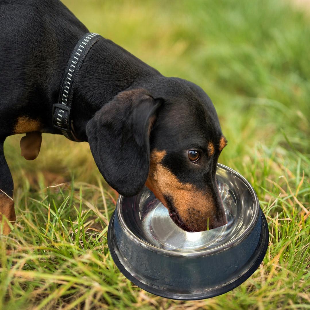 Alimentador de Aço Inoxidável para PETS - O Chico Tem