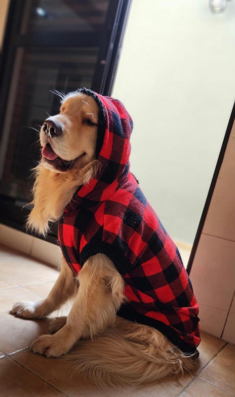 Roupa de inverno para cães grandes - O Chico tem