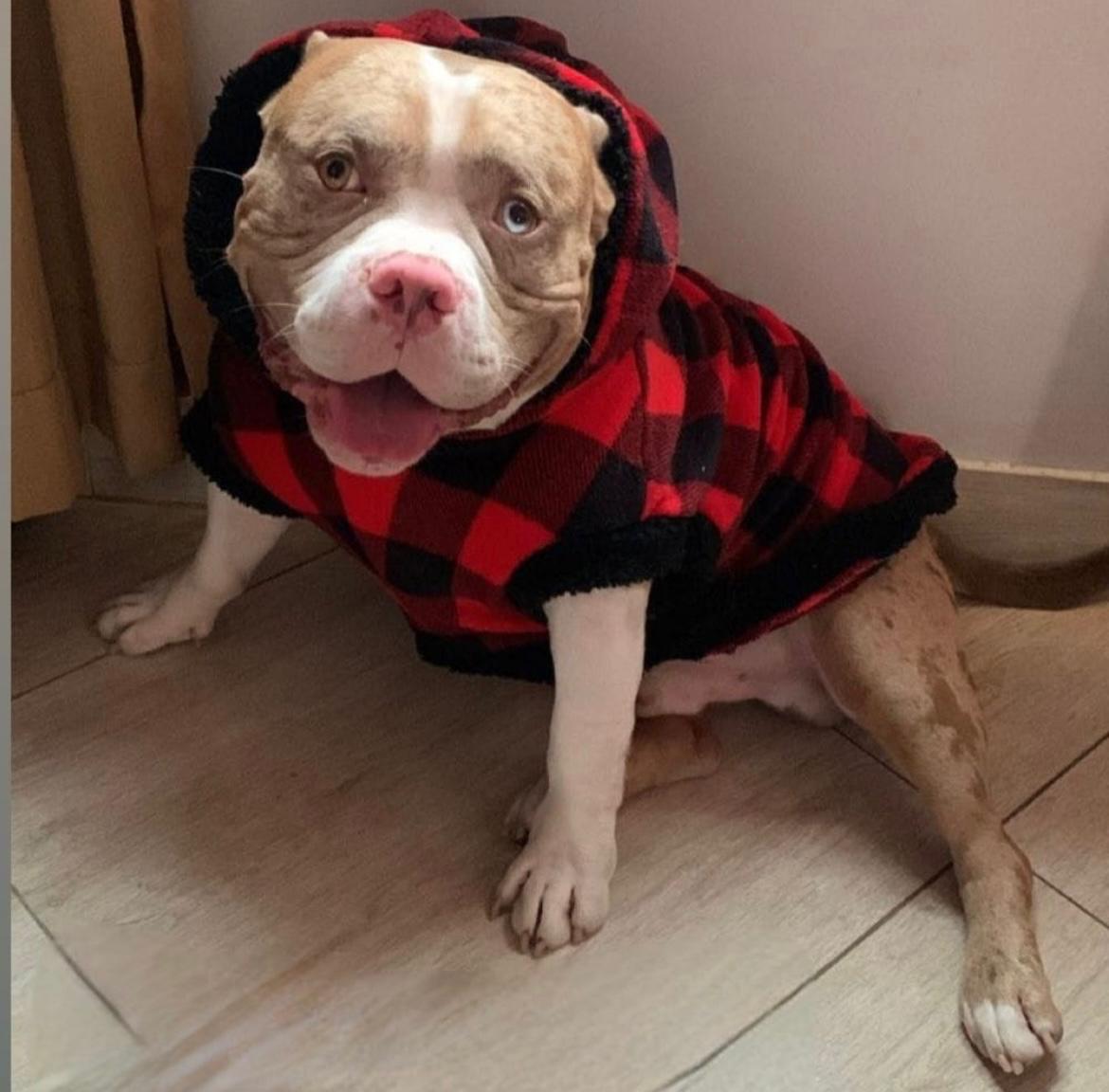 Roupa de inverno para cães grandes - O Chico tem