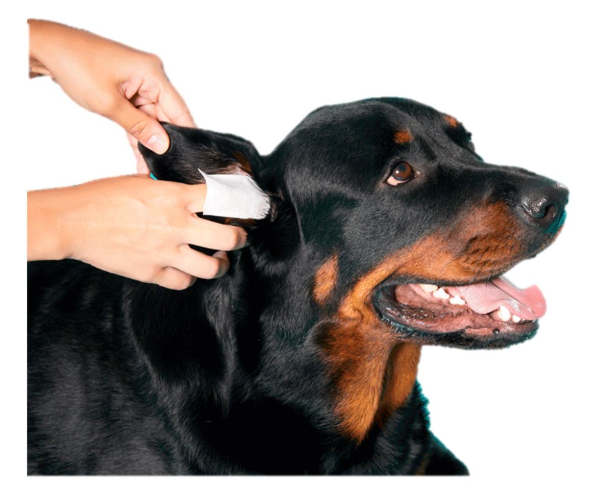 Toalhetes Descartáveis para Limpeza de Orelhas de Pet Clean - O Chico Tem