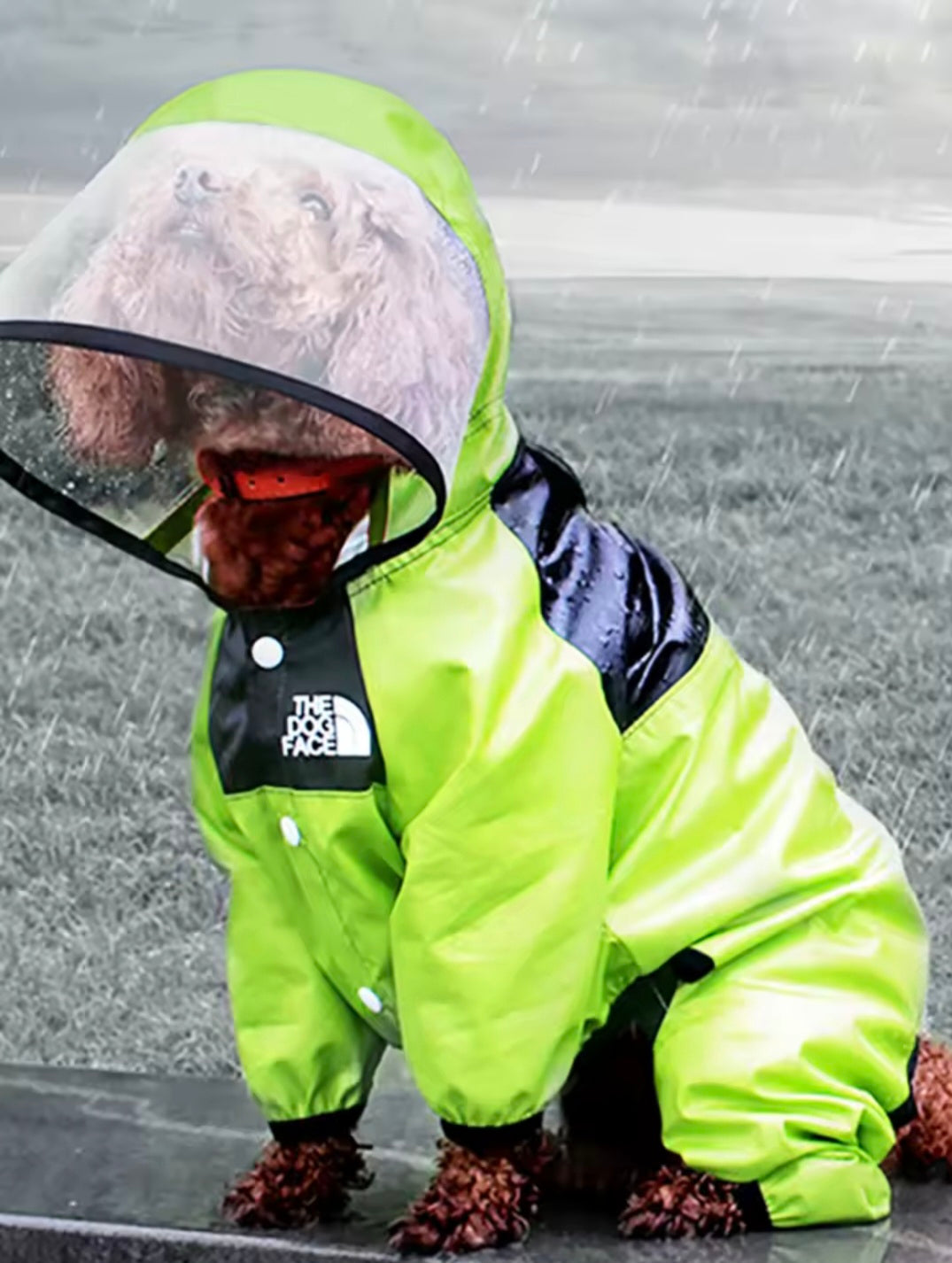 Capa de Chuva Transparente para Pets com Capuz