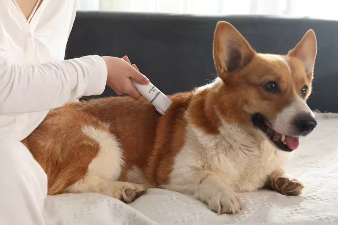 Cortador de Cabelo Elétrico 4 em 1 para Pets - O Chico Tem
