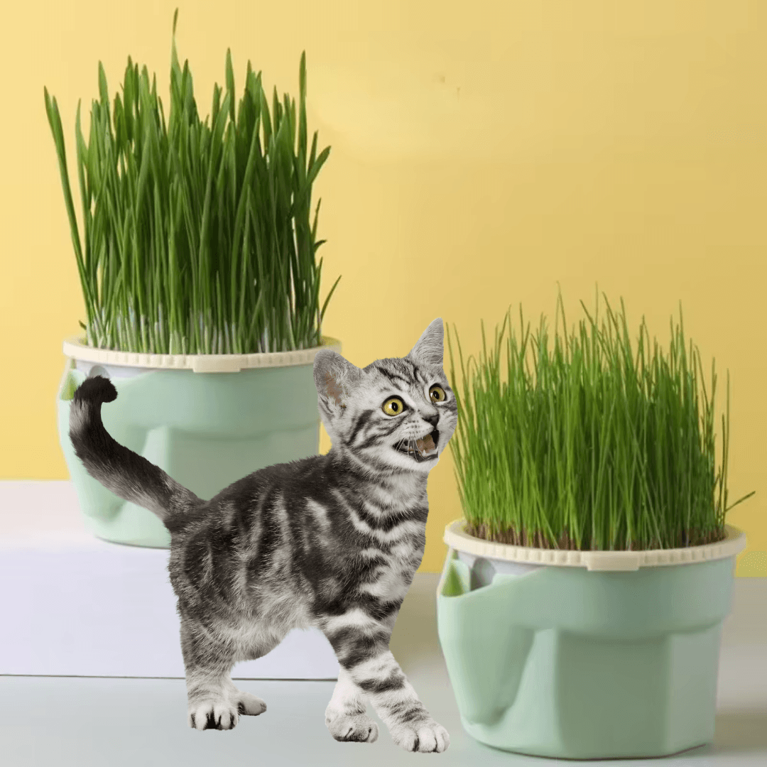 Pote de Cultivo Grama de Gato - O Chico Tem
