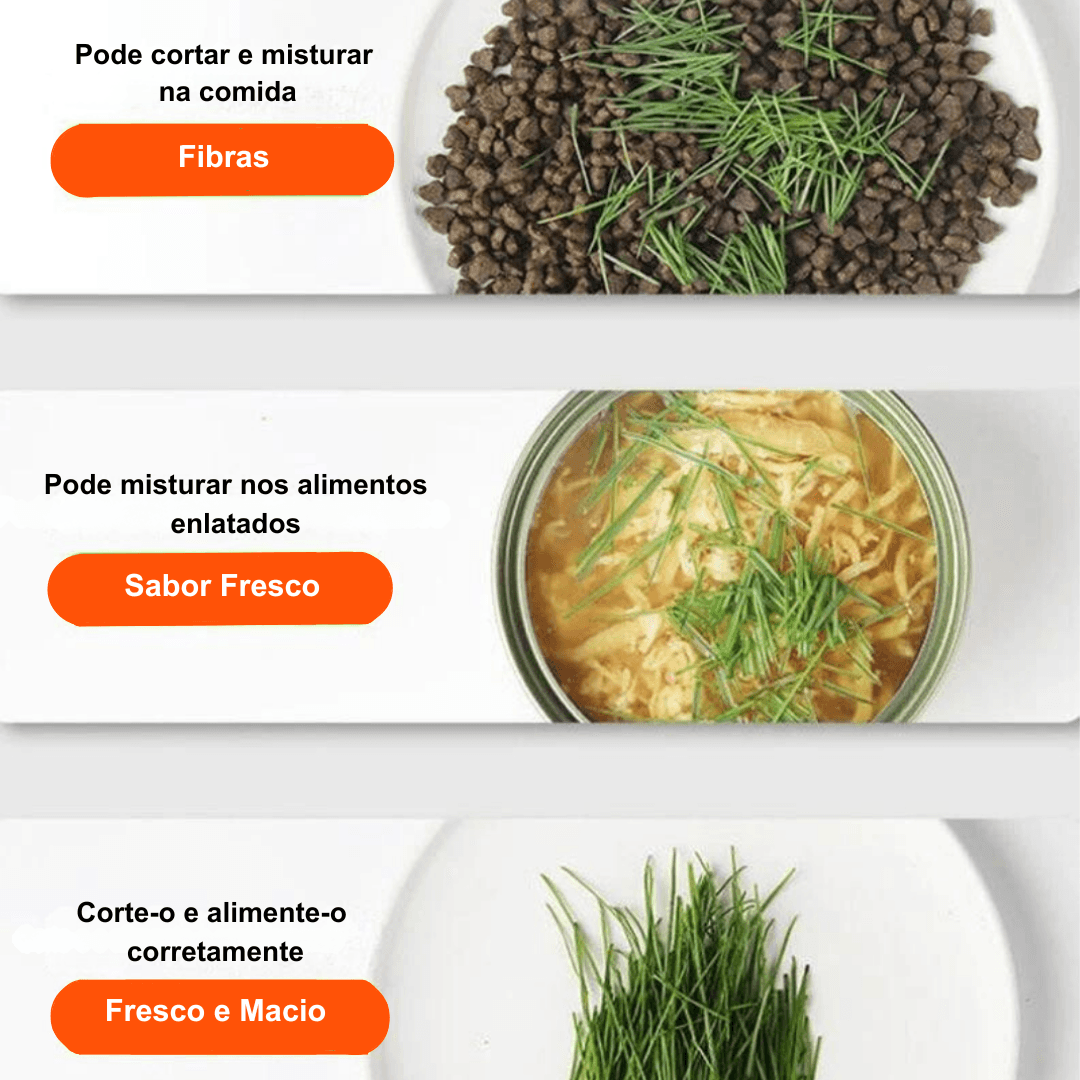 Pote de Cultivo Grama de Gato - O Chico Tem