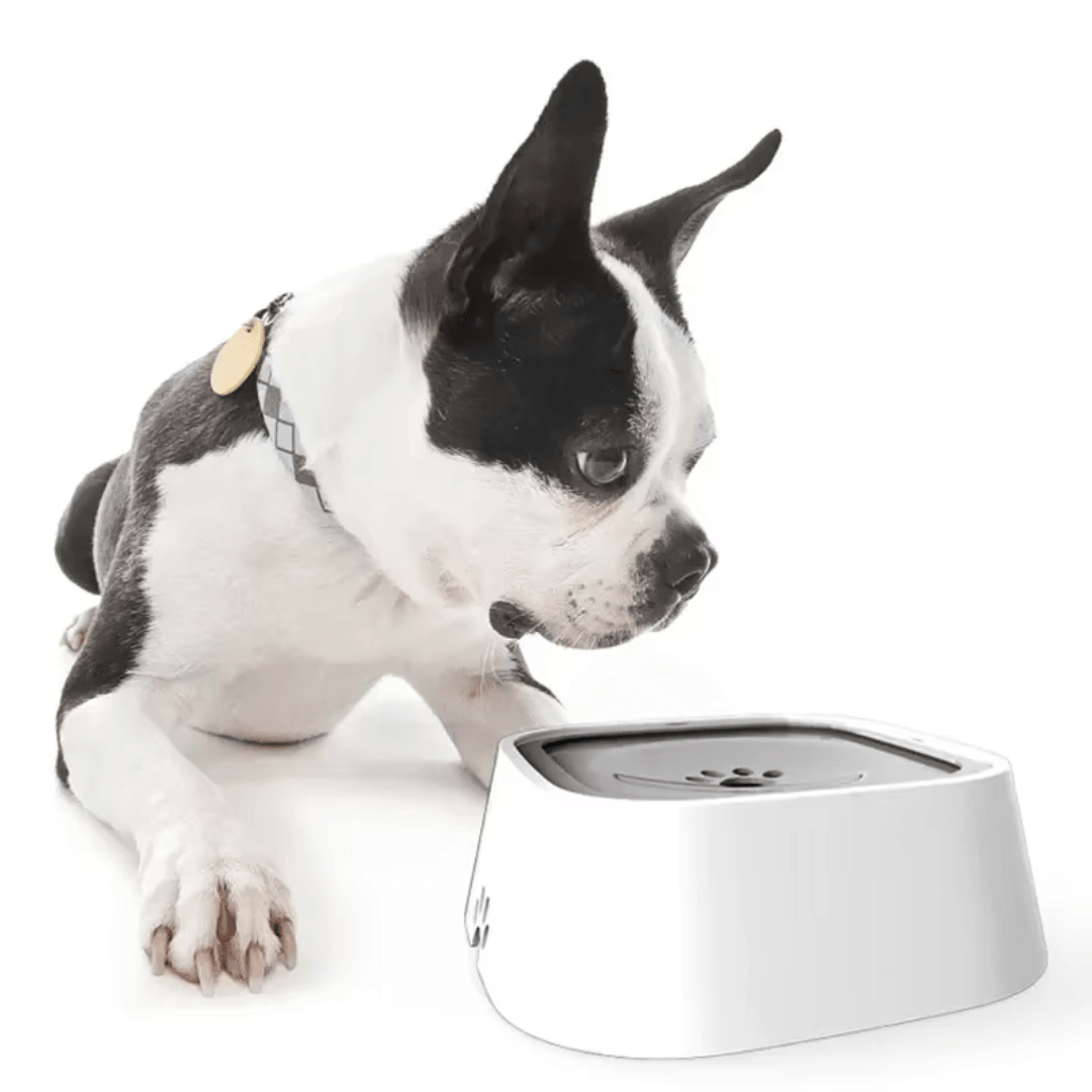 Bebedouro antirespingo para PETS - O Chico Tem