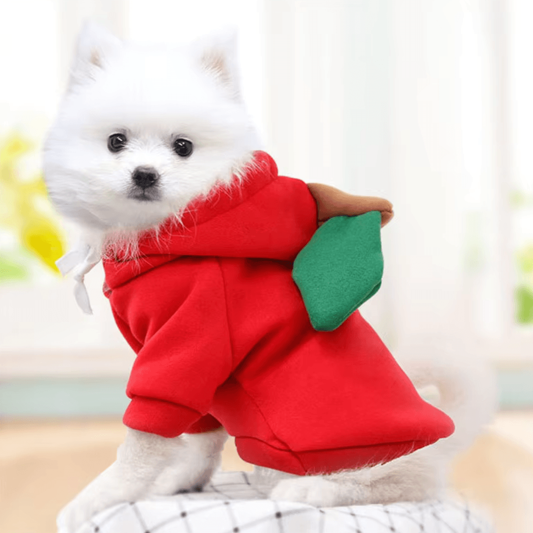 Roupa de Inverno Divertida para Cão - O Chico Tem