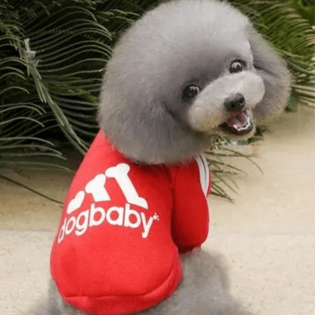 Roupa Para PETS - O Chico Tem