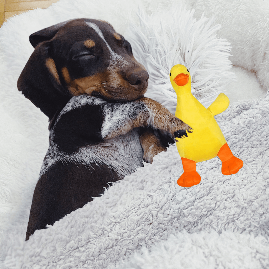 Pato de Pelúcia para PETS - O Chico Tem