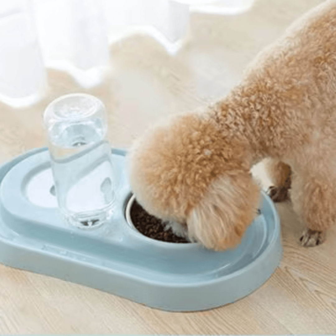 Alimentador Comida e Água Para Gatos - O Chico Tem