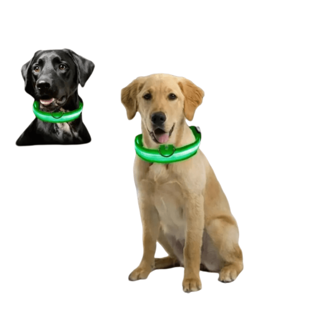 Coleira para pet Led Brilhante - O Chico Tem