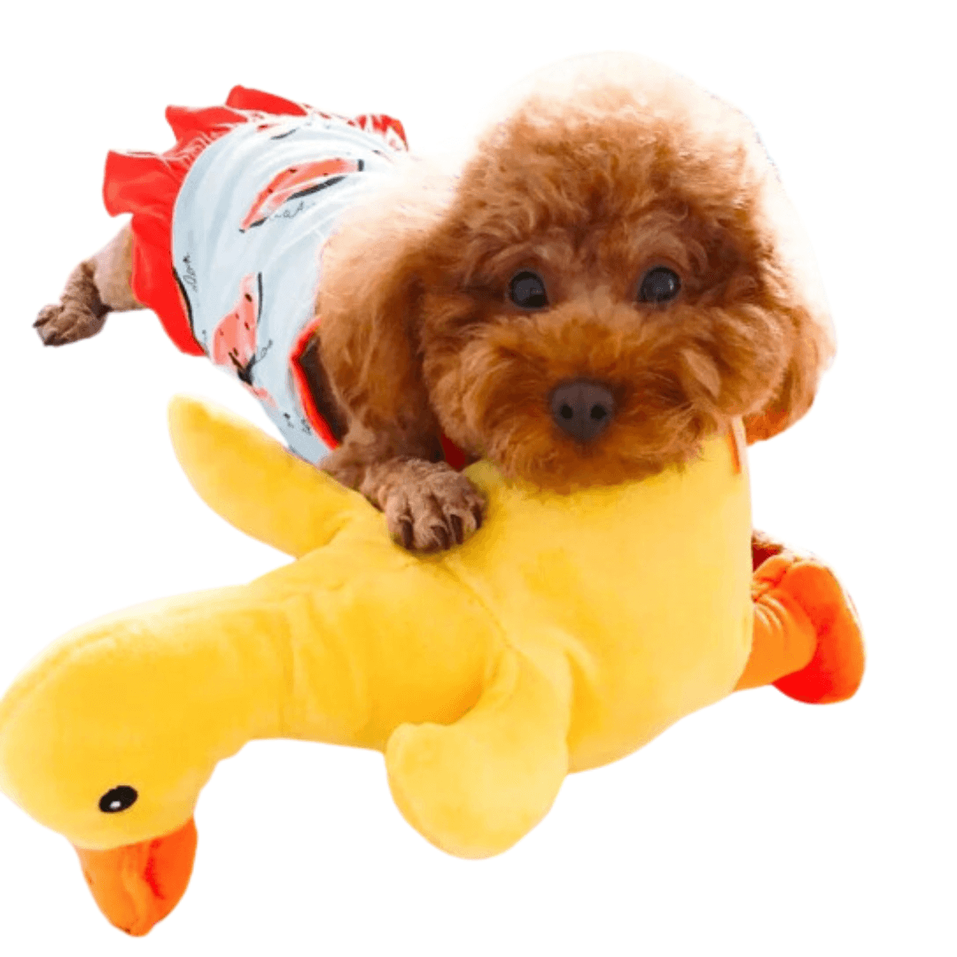 Pato de Pelúcia para PETS - O Chico Tem