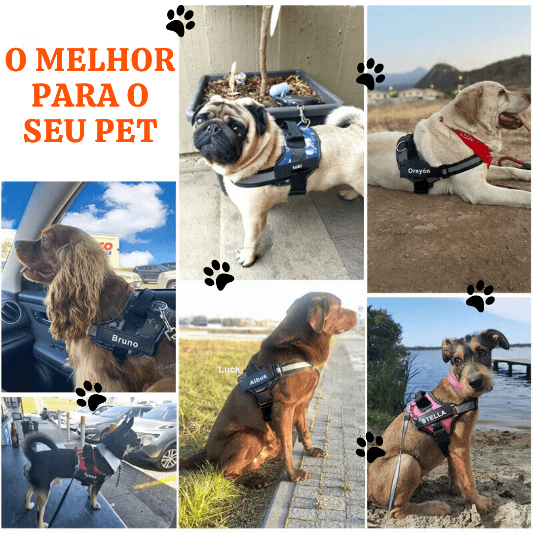 Colete Refletivo Respirável para Animais de Estimação - O Chico Tem