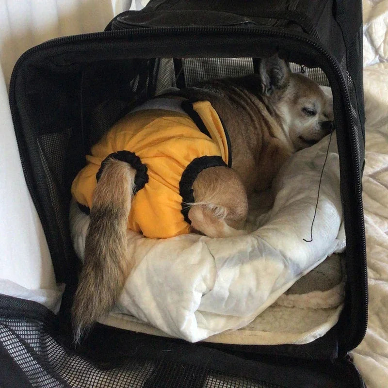 Fraldas Higiênicas Reutilizáveis Laváveis para Cães Pequenos - O Chico Tem