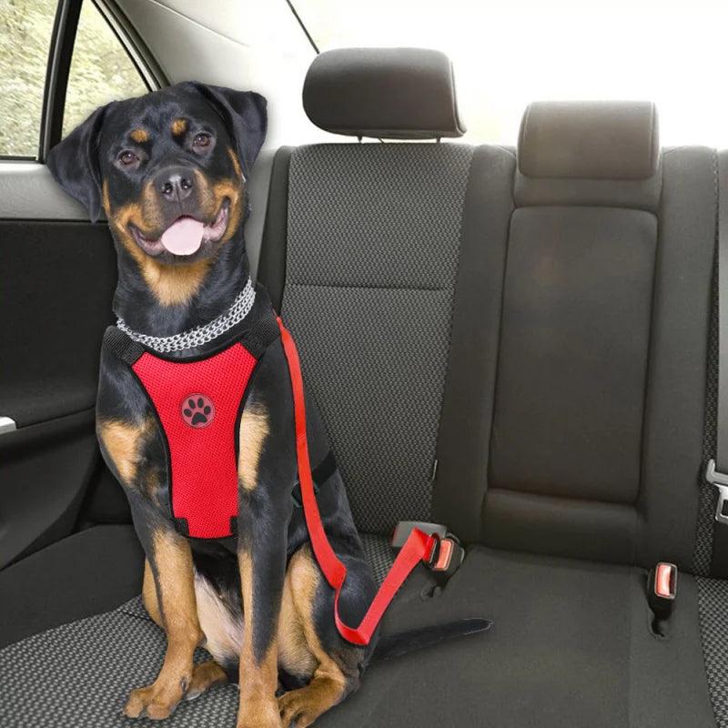 Peitoral e Guia para Transporte para Cães - O Chico Tem
