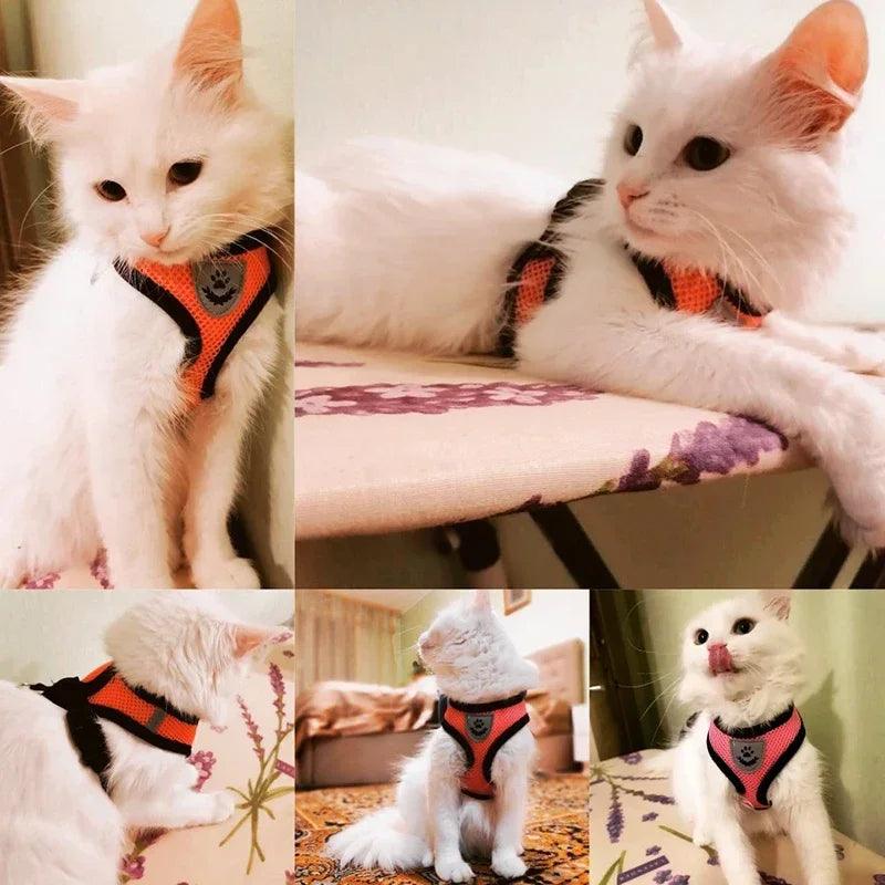Peitoral para Gatos e Cães Pequenos - O Chico Tem