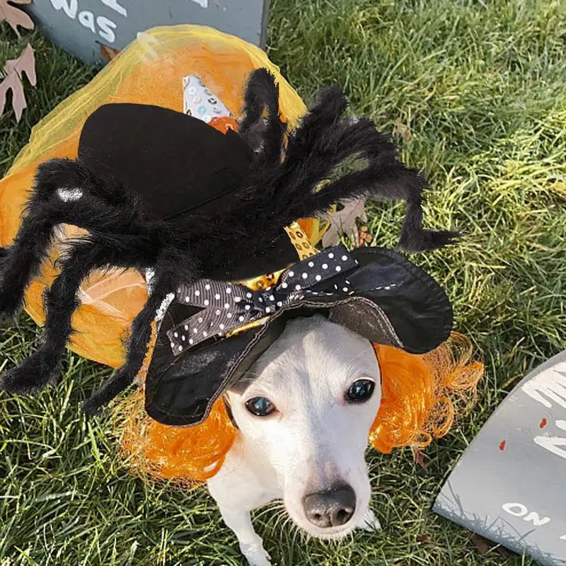 Fantasia de Aranha para PETS - O Chico Tem
