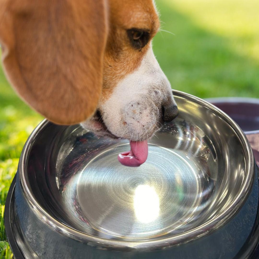 Alimentador de Aço Inoxidável para PETS - O Chico Tem