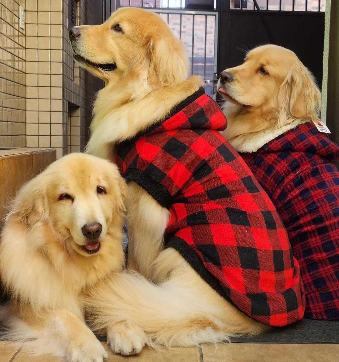Roupa de inverno para cães grandes - O Chico tem